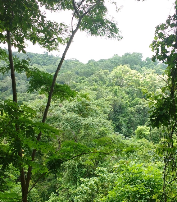 This image for Image Layouts addon