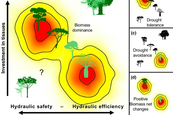 Diverging functional strategies but high sensitivity to an extreme drought in tropical dry forests