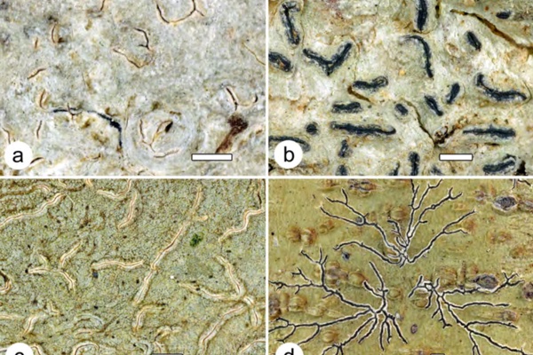  Diversidad liquénica en remanentes de bosques secos caribeños